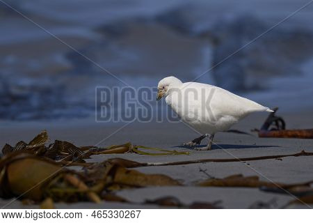 Pale-faced Sheathbill (chionis Albus) On The Coast Of Sea Lion Island In The Falkland Islands.