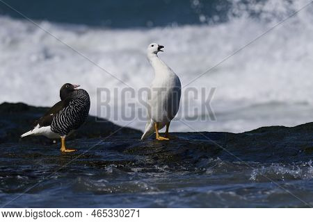 Pair Of Kelp Geese (chloephaga Hybrida Malvinarum) On The Rocky Coast Of Sea Lion Island In The Falk