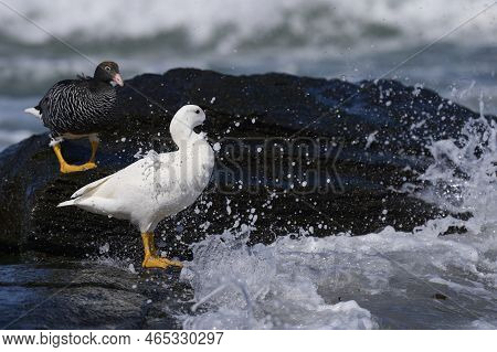 Pair Of Kelp Geese (chloephaga Hybrida Malvinarum) On The Rocky Coast Of Sea Lion Island In The Falk