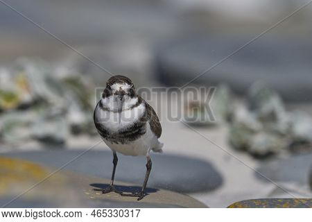 Two-banded Plover (charadrius Falklandicus) Foraging Amongst Flowering Sea Cabbage Plants (senecio C