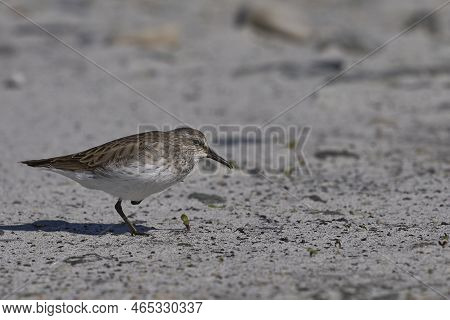 White-rumped Sandpiper (calidris Fuscicollis) Searching For Food Along The Coast Of Sea Lion Island 