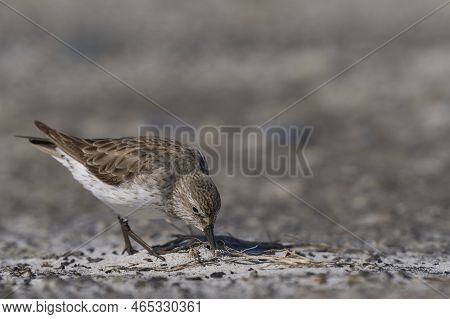 White-rumped Sandpiper (calidris Fuscicollis) Searching For Food Along The Coast Of Sea Lion Island 