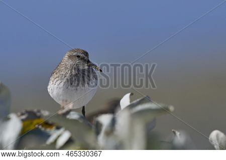 White-rumped Sandpiper (calidris Fuscicollis) Searching For Food Along The Coast Of Sea Lion Island 