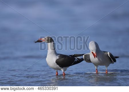 Dolphin Gull (leucophaeus Scoresbii) On The Coast Of Sea Lion Island In The Falkland Islands