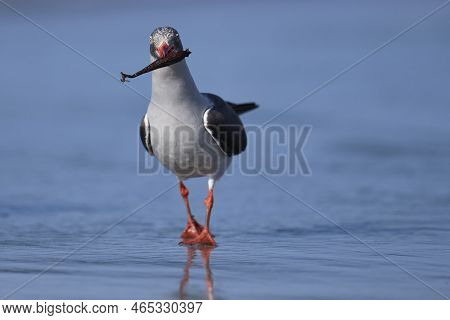 Dolphin Gull (leucophaeus Scoresbii) On The Coast Of Sea Lion Island In The Falkland Islands