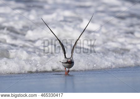 Dolphin Gull (leucophaeus Scoresbii) On The Coast Of Sea Lion Island In The Falkland Islands