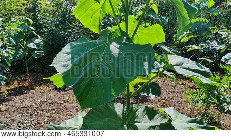 Young Paulownia Trees. Paulownia Tomentosa. Young Plants Growing Near To The House