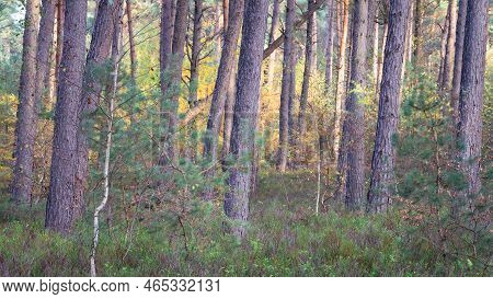 Autumn Colors In The Dutch Forest, Noorderheide, Elspeet, The Netherlands.