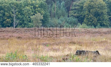 Autumn Colors In The Dutch Forest, Noorderheide, Elspeet, The Netherlands.