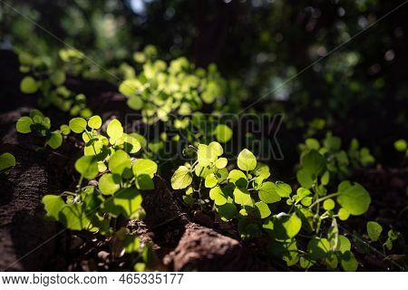 Fresh Spring Leaves Growing From Between Roots. Glowing With Sunshine Leaves