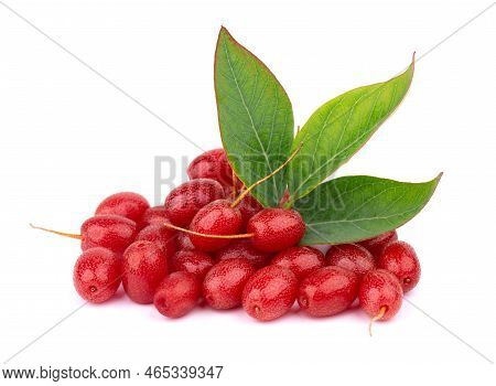 Elaeagnus Multiflora Isolated On White Background. Cherry Elaeagnus, Cherry Silverberry, Goumi Or Gu