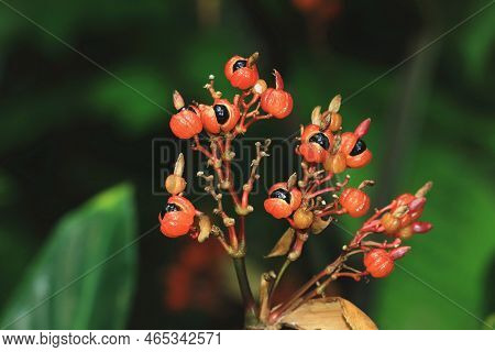 View Of Guarana Fruits Growing In The Plantation,close-up Of Red With Black Guarana Fruits