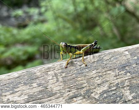 The Green Mountain Grasshopper (miramella Alpina), Die Alpine Gebirgsschrecke, Miramelle Fontinale, 