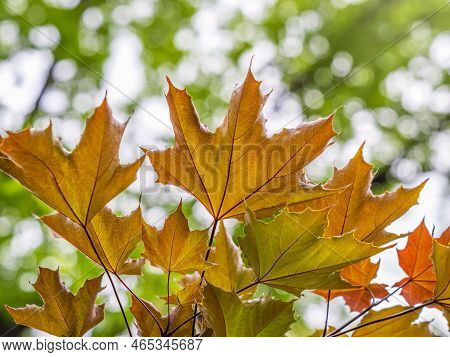 Tree Branch With Dark Red Leaves, Acer Platanoides, The Norway Maple Crimson King. Red Maple Acutifo