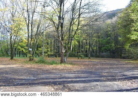 Forest Parking Lot In Autumn With Only Few Leaves Lef