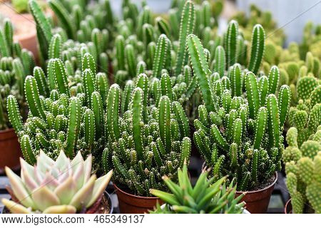 Acanthocereus Tetragonus With Common Names Night-blooming Cereus, Barbed-wire Cactus,sword-pear, Dil