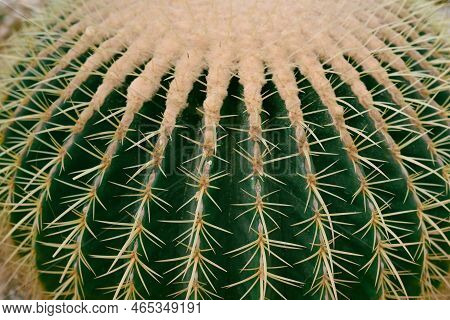 Echinocactus Grusonii Or Golden Barrel Cactus Without Flowers Close Up