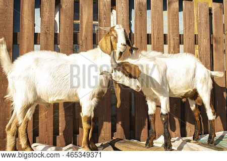 Two Goats Butt Horns Against The Backdrop Of A Rustic Fence