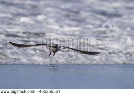 Dolphin Gull (leucophaeus Scoresbii) On The Coast Of Sea Lion Island In The Falkland Islands