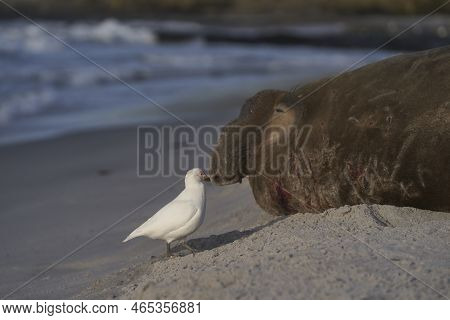 Pale-faced Sheathbill (chionis Albus) Picking Bits Of Flesh From The Battle Damaged Head Of A Male S