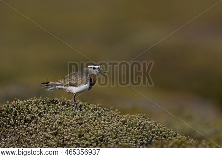Rufous-chested Dotterel (charadrius Modestus) Standing On A Low Growing Shrub On Sea Lion Island In 