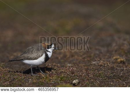 Two-banded Plover (charadrius Falklandicus) Foraging Amongst Vegetation On Sea Lion Island On The Fa