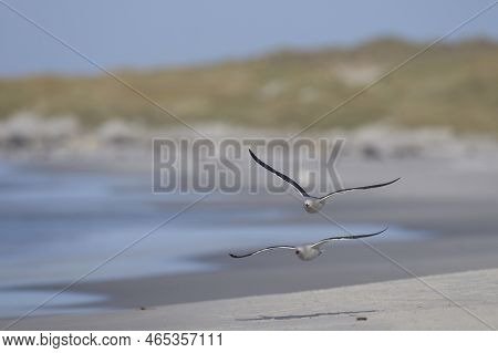 Dolphin Gull (leucophaeus Scoresbii) In Flight On The Coast Of Sea Lion Island In The Falkland Islan