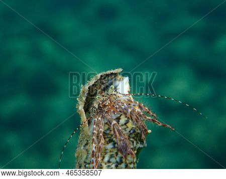 Striped Hermit Crab Or Rocky-shore Hermit Crab (pagurus Anachoretus) Extreme Close-up Undersea, Aege