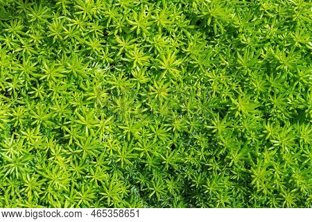 Green Moss Background . Star Moss (polytrichum Commune) Top View, Background Concept