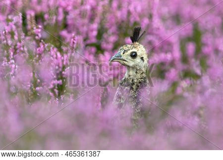 Close Up Of A Peachick In Pink Heather, Uk.