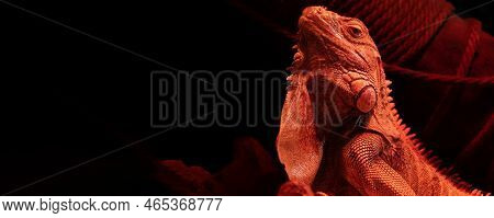 Portrait Of An Iguana In The Light Of A Red Lamp. Reptile Lizard. Serious Animal. Exotic Iguana. Igu