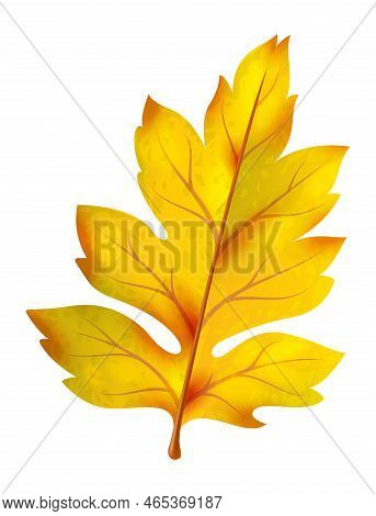 Yellow Leaf. Realistic Autumn Foliage, Orange Fallen Leaves, Bright Botanical Single Decor Object Is