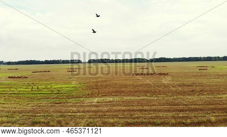 Aero Video Filming. A Large Field Of Mown Wheat, After Harvesting. Many Sheaves, Large Bales Of Stra