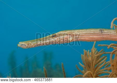 Yellow Trumpetfish On A Tropical Coral Reef In Bonaire Marine Park