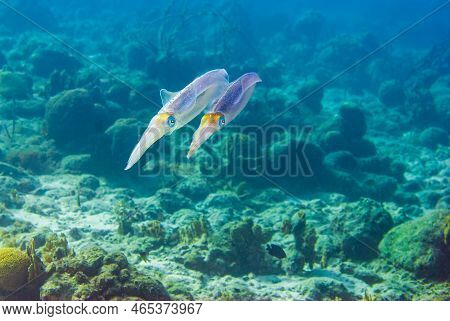 Multiple Colorfuldeep Sea Undersea Pharaoh Cuttlefish Sepia Pharaonis