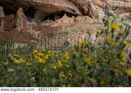 Selective Focus On Cliff Dwelling With Blurry New Mexico Sunflowers In Front In Mesa Verde