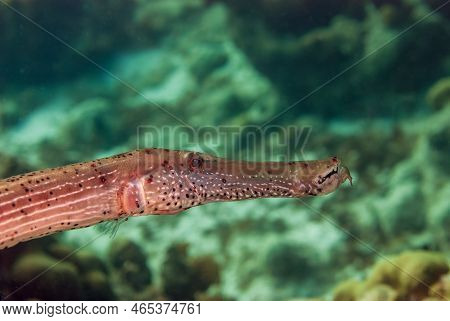 Yellow Trumpetfish On A Tropical Coral Reef In Bonaire Marine Park