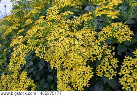 Senecio Angulatus Or Creeping Groundsel Or Cape Ivy Succulent Flowering Plant In The Family Asterace