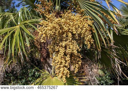 Trachycarpus Fortunei, The Chinese Windmill Palm, Windmill Palm Or Chusan Palm Plant With Yellow Ren