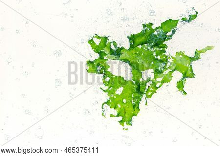 Ulva Lactuca Or Sea Lettuce Green Alga And Air Bubbles In The Water.