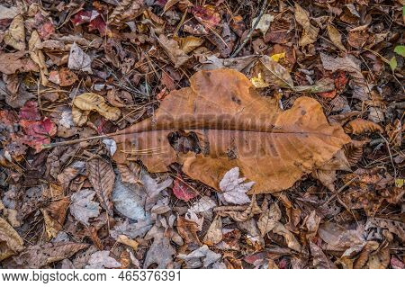 Fallen Large Leaf On Top Of Other Fallen Leaves On The Ground In The Forest From A Bigleaf Magnolia 
