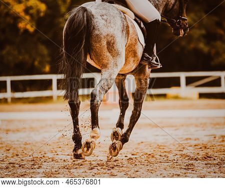 A Rear View Of A Beautiful Gray Horse With Shod Hooves And A Rider In The Saddle, Which Gallops Quic
