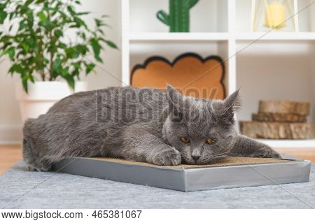 A Gray Cat Is Playing On Scratching Post. Cardboard Scratching Post. A Gray Cat Is Caressing On A Sc