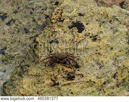 Percnon Gibbesi, Urchin Crab Or Nimble Spray Crab, Bonaire