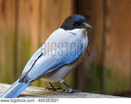 An Azure-winged Magpie Standing On A Rail