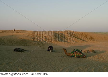 Thar Desert, Rajasthan, India. Dromedary, Dromedary Camels, Arabian Camels, Or One-humped Camels Are