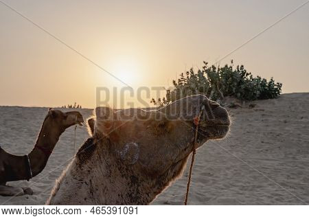 Sun Rising At The Horizon Of Thar Desert, Rajasthan, India. Dromedary, Dromedary Camels, Arabian Cam