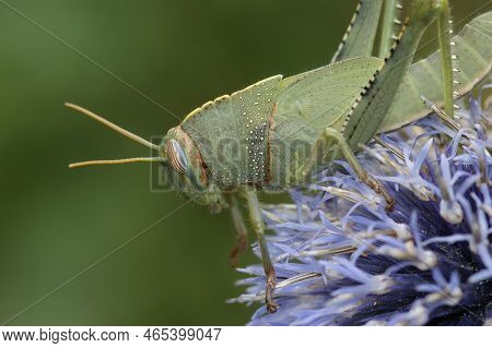 Closeup On A Green Nymph Of The Egyptian Migrating Locust Grasshopper , Anacridium Aegyptium Sitting