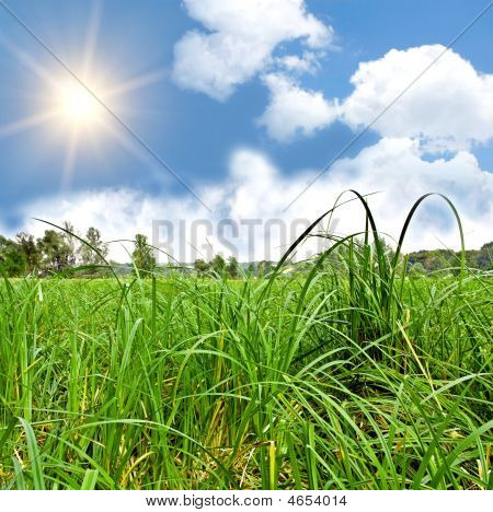 Solen i den Cloudly himmel Over grønne græs