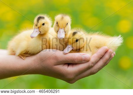 Yellow Ducklings In The Hands On A Background Of Grass. Mulard Chicks.